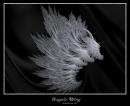 Angels Wing