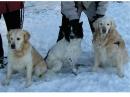 My doggies