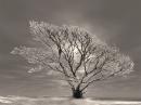 The Tree