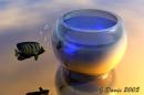Fish Bowl