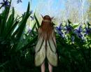 A Faerie's Perspective