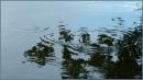 Ripples