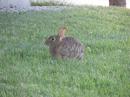Rabbit in the grass.