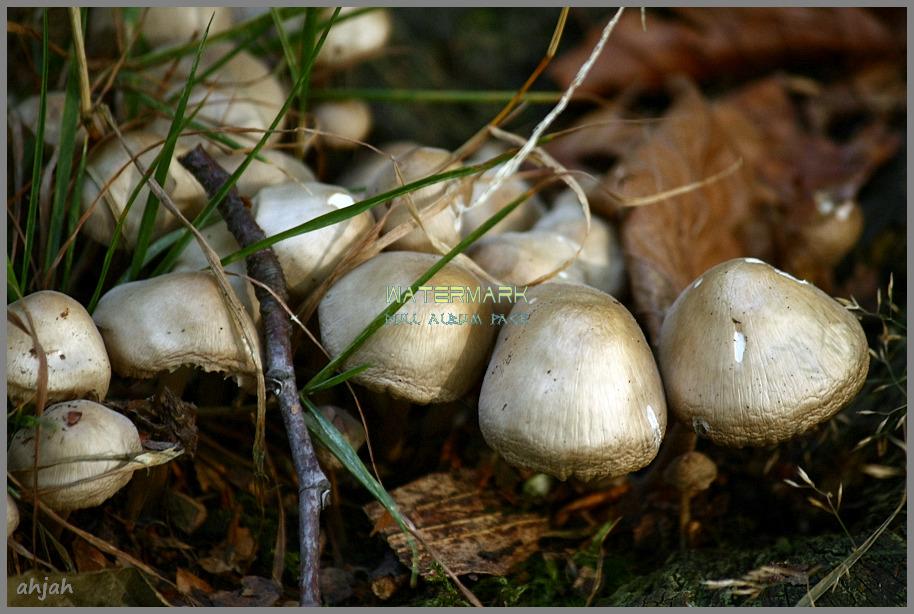 Moreshrooms